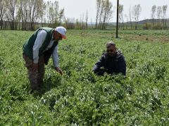 BÜYÜKŞEHİRDEN ÜRETİCİLERE YEM BİTKİSİ DESTEĞİ